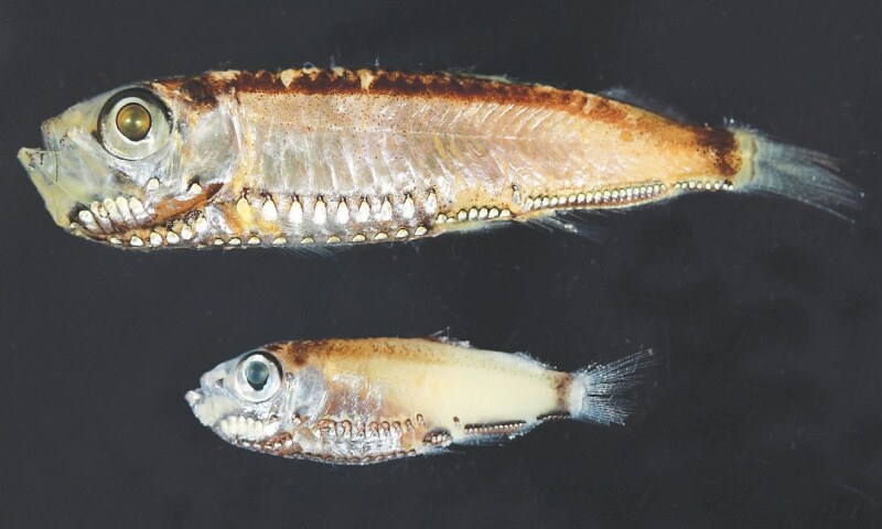 Deep-sea fish break the mould with novel visual system