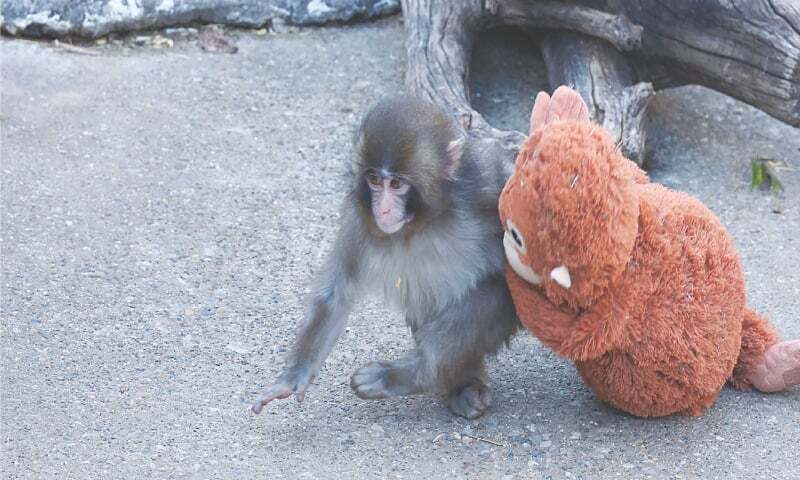 Fans flock to zoo to see baby monkey abandoned by mother