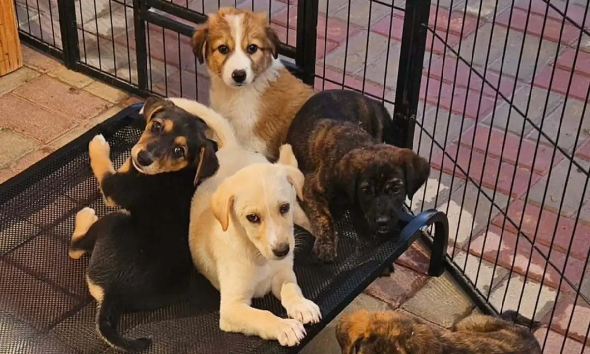 Pet abandonment rises in UAE as residents flee ongoing conflict