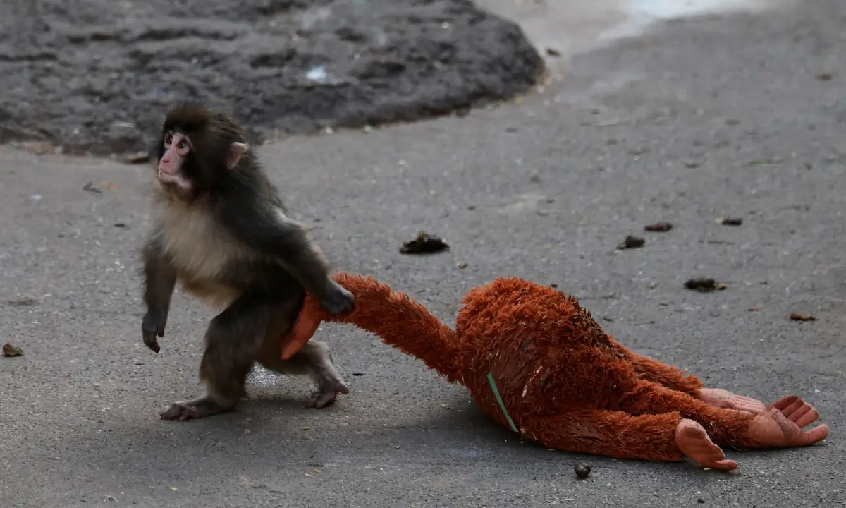 Punch the monkey reportedly no longer faces bullying