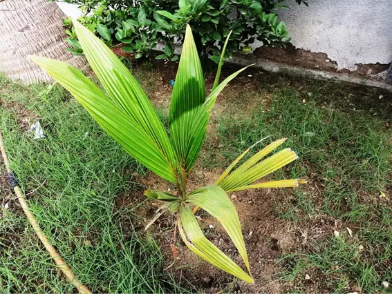  Leaflets form a single leaf in the early phase of the coconut plant&rsquo;s life cycle | Photos by the writer 