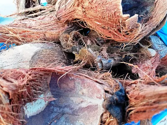  Even the husk of the coconut offers multiple benefits apart from being a sought-after growing medium 