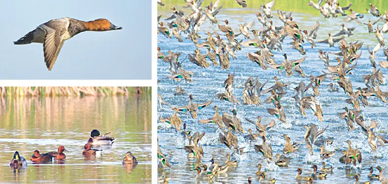 (Clockwise from top left) A common pochard makes a solo flight; flocks of green winged teals pass through a wetland in Khairpur; and, a group of migratory birds gather over a water body. —Courtesy Sindh Wildlife Department