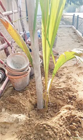  A bamboo stick is inserted in the soil to support the newly shifted coconut plant 