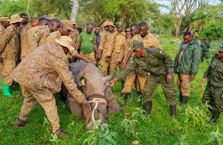  UGANDAN rangers handle a rhino at the Kidepo Valley National Park following the first wildlife exchange between Kenya and Uganda.&mdash;Reuters 