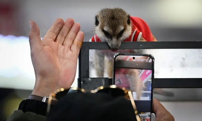 Exotic pet trade thrives in China despite welfare concerns