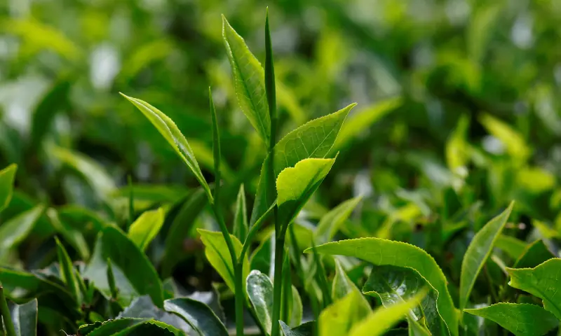 Tea grows at a plantation after disruptions of tea exportation, due to the ongoing US-Israeli conflict with Iran, causing maritime interference, in Limuru, Kiambu County, Kenya on March 26, 2026. &mdash; Reuters