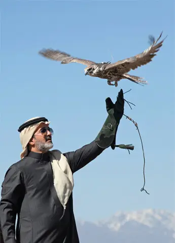 A falcon is being released into the wild at Altyn-Emel National Park in Kazakhstan.—Reuters
