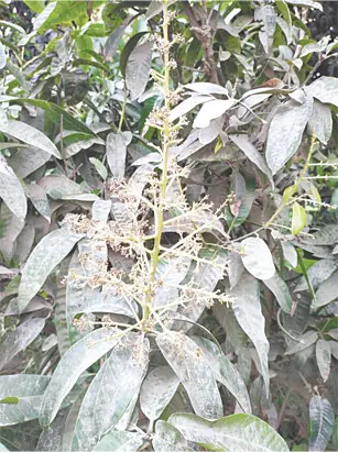  RAKIM YAR KHAN: Fruit formation process affected by changing weather. &mdash; Dawn 