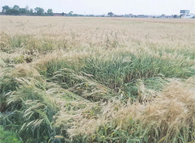  Rain damages standing wheat crop in Pothohar region. &mdash; Dawn 