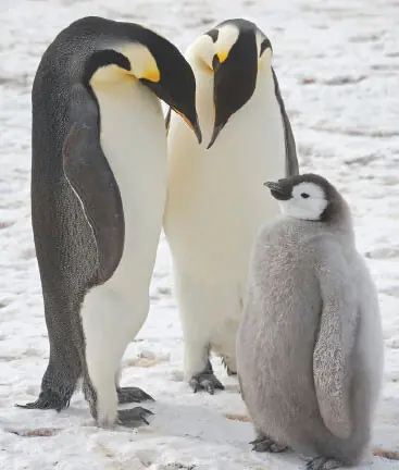  EMPEROR penguins and a chick at Halley Research Station on Antarctica.&mdash;AFP 
