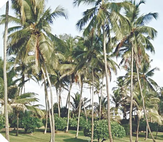 Coconut trees thriving in tropical conditions | Photos by the writer