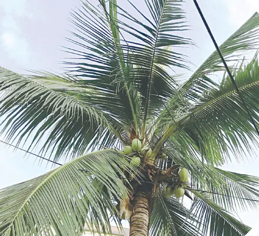 Dislodging or picking coconuts from the top of a steep tree requires skill