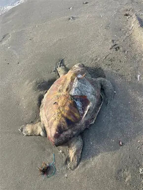 Several turtles found dead along Balochistan seashore Several turtles found dead along Balochistan seashore