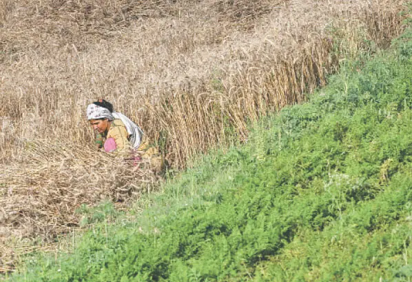  A farmer harvests wheat crops in a field on the outskirts of Lahore.&mdash;AFP 
