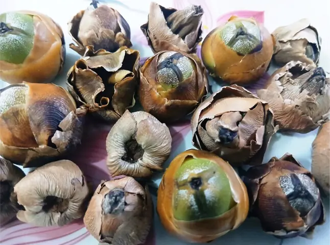 Coconut trees can abnormally shed underdeveloped fruit, known as button shedding, due to a variety of stresses | Photos by the writer