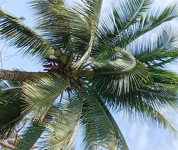 A small proportion of coconut tree flowers and fruits survive button shedding and turn into mature fruits