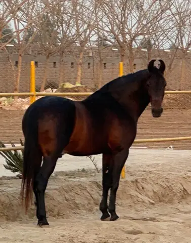   Locally bred horse| Photos by the writer  