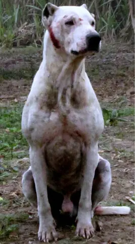   Locally bred gamedog  