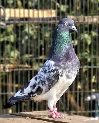   Racing pigeon  