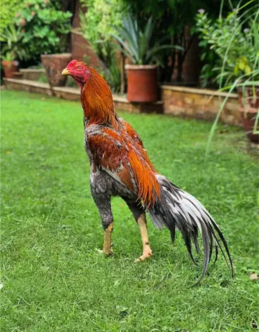   Pakistani gamecock  