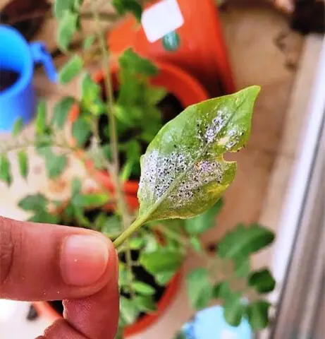   A spider mite attack often presents as &ldquo;white pests&rdquo; due to the tiny, light-coloured or translucent appearance of the mites themselves, combined with the white, stippled damage they leave behind   