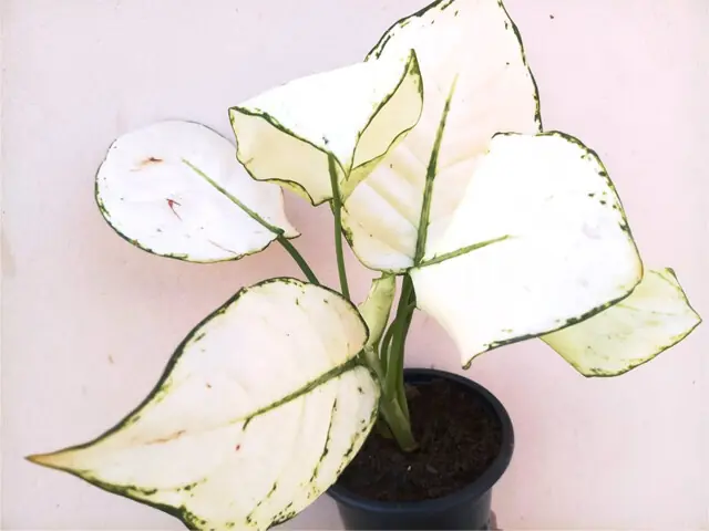  Exotic plants such as the aglaonema Super White are a visually striking addition to homes and gardening spaces | Photos by the writer  