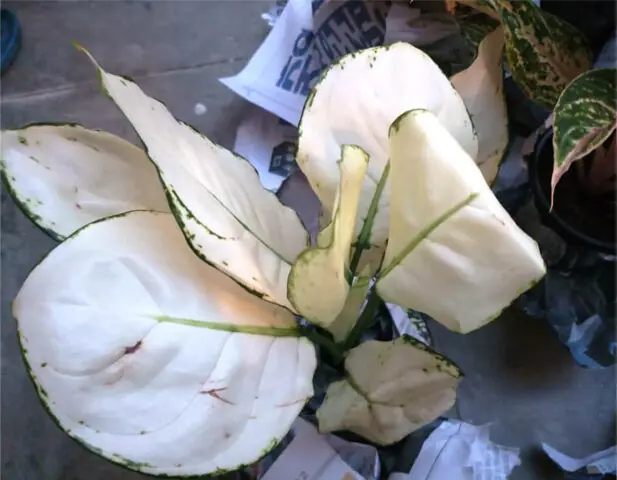  A potted Super White is delivered wrapped in a newspaper or soft cardboard when ordered from a different city   
