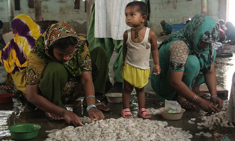  Bengali women peel shrimps in Karachi&rsquo;s Machhar Colony: hundreds of thousands of ethnic Bengalis continue to reside in Pakistan but are often faced with issues of statelessness because of their ambiguous status | Bilal Karim Mughal/ Herald 