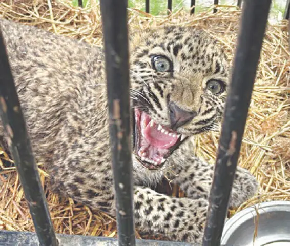  The leopard, named Terry, was released back into its natural habitat in Azad Kashmir. &mdash; Dawn 