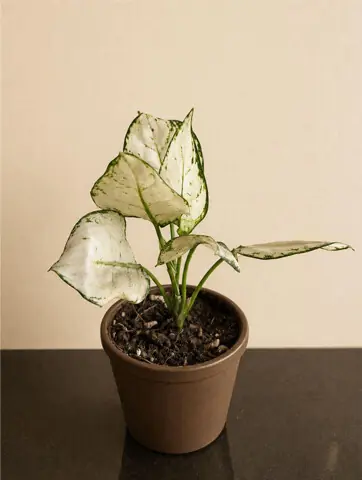 The plant should be repotted into a larger container when roots emerge from the drainage hole