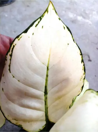 White to light-yellow leaves with dark green mottling on the edges | Photos by the writer