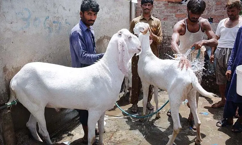 Police say 24 sacrificial goats worth Rs1.9m stolen from Karachi's Gulistan-i-Jauhar