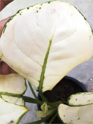  The white portions of the plant&rsquo;s leaves contain little to no chlorophyll | Photos by the writer  