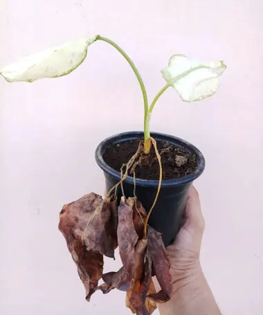  When more than two leaves of the Super White turn brown, the gardener has to investigate the soil and plant for waterlogging, light exposure and pest attacks   