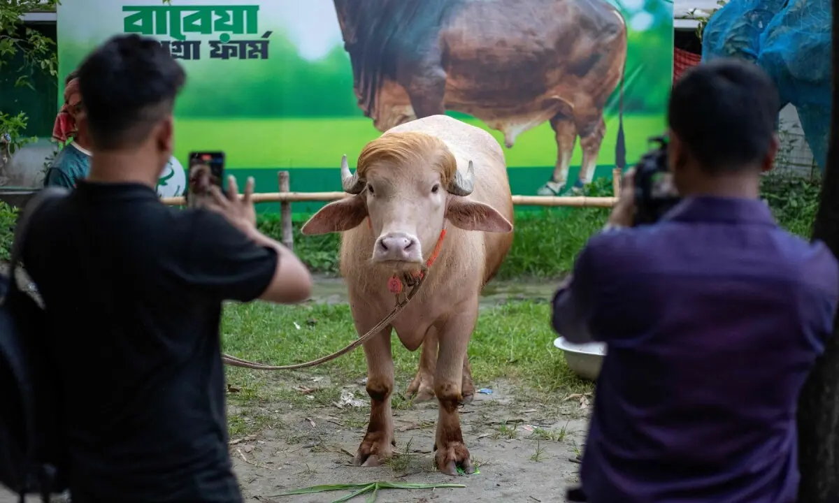This photograph taken on May 17, 2026 shows content creators shooting videos of an albino buffalo nicknamed “Donald Trump” for sale ahead of Eidul Azha at a livestock farm in Narayanganj. — AFP