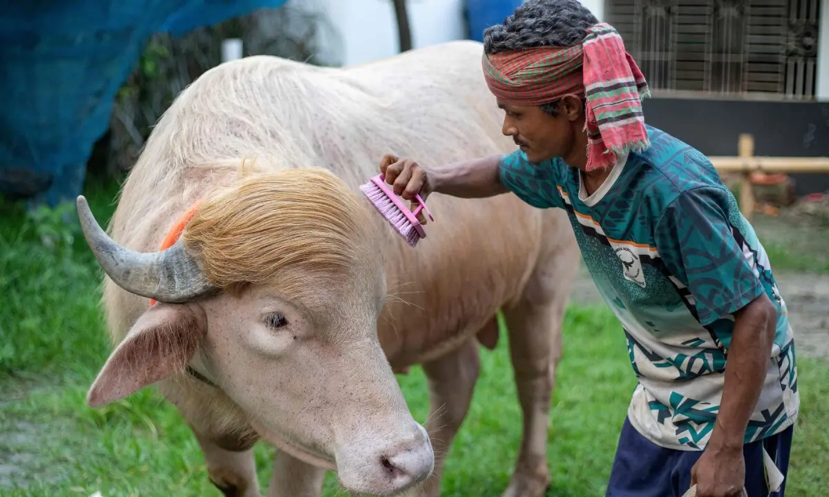 This photograph taken on May 17, 2026 shows a caretaker attending an albino buffalo nicknamed “Donald Trump” for sale ahead of Eidul Azha at a livestock farm in Narayanganj. —AFP
