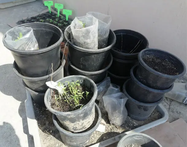 Seedling trays, plastic pots and plant markers are essential gear for gardening | Photos by the writer