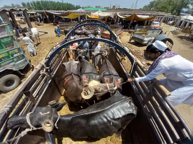 Sacrificial animals at a cattle market on Peshawar’s Ring Road: Eidul Azha is one of the few moments when a large, clean, unconditional income transfer from urban-to-rural Pakistan occurs at scale | White Star