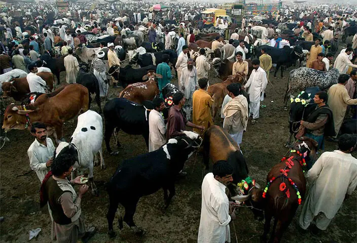 Livestock markets, like the one pictured above, are one link in the chain that leads to Pakistan’s enormous Eidul Azha cash flows | White Star