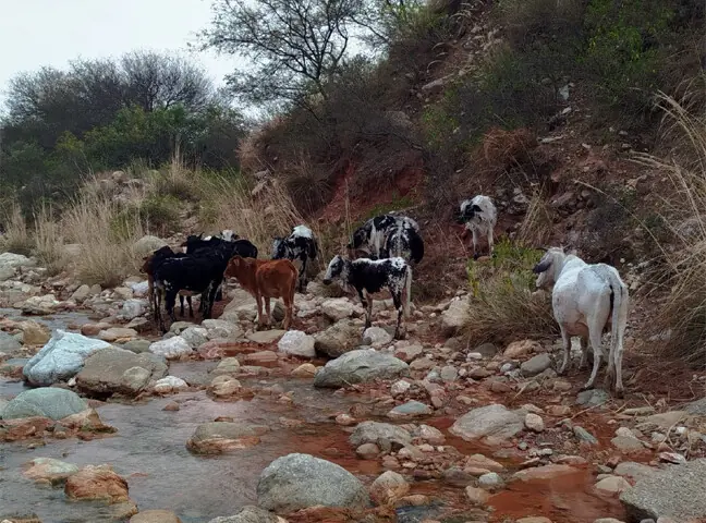 A herd of cows stand in a salty stream after a pause from grazing. — Photos by the writer