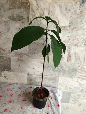 Plant grown from avocado seeds in Lahore | Photos courtesy the writer