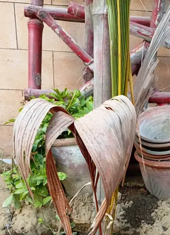 Coconut leaves turn brown after transplantation