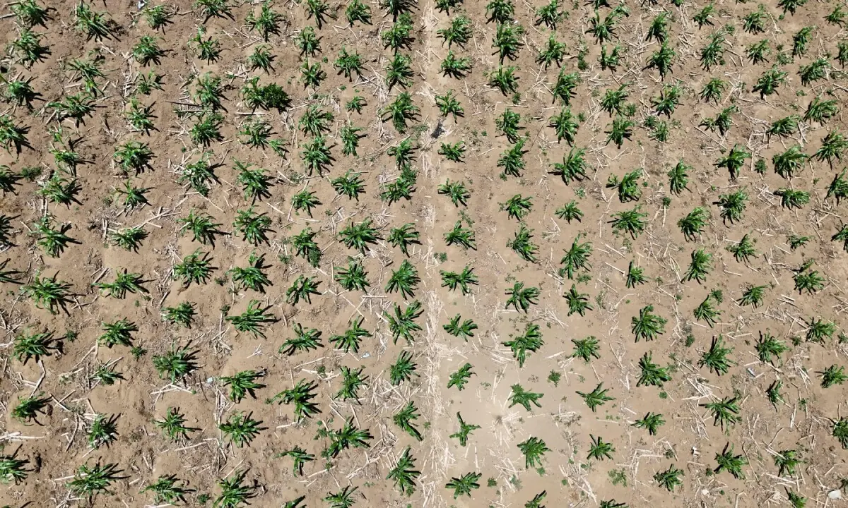 Aerial view of a corn plantation in the Xetzac community of Cunen, Quiche department, Guatemala, on May 27, 2026. —AFP