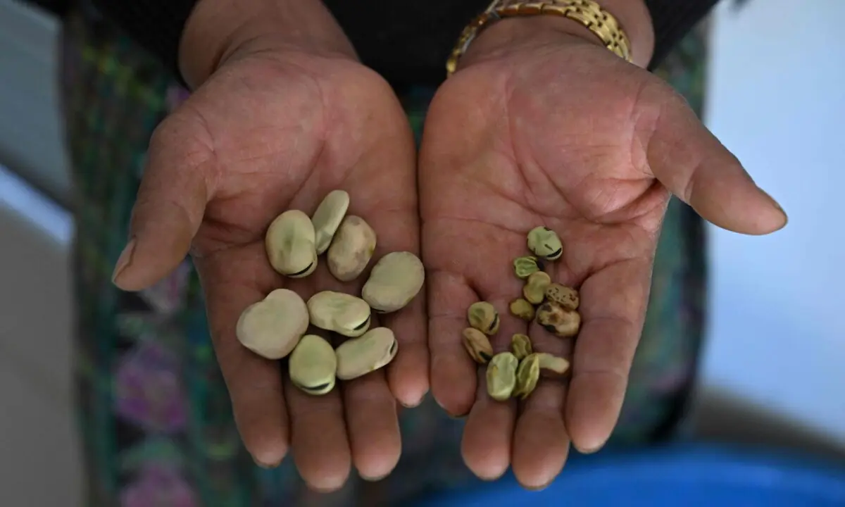 Indigenous woman Lucia Rojop, 43, shows drought-affected broad beans at her house in the Xetzac community of Cunen, Quiche department, Guatemala, on May 27, 2026. —AFP