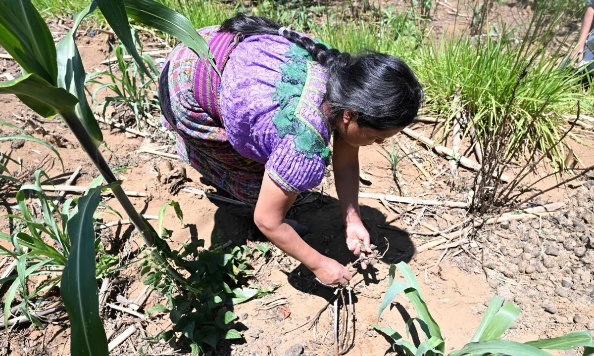 Indigenous woman Cecilia Pasa, 38, works on her drought-affected corn plantation in the Xetzac community of Cunen, Quiche department, Guatemala, on May 27, 2026. —AFP