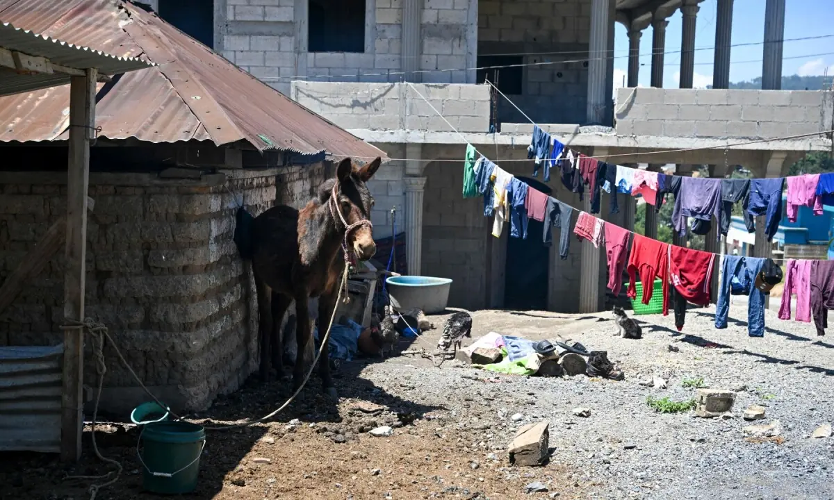 A donkey stands outside a house in the Xetzac community of Cunen, Quiche department, Guatemala, on May 27, 2026. —AFP