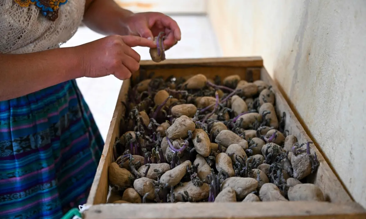 Indigenous woman Catarina Sica, 39, shows potato seeds she has been unable to plant due to a lack of rain at her house in the Xetzac community of Cunen, Quiche department, Guatemala, on May 27, 2026. —AFP
