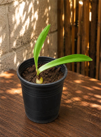 An imported amaryllis bulb requires more attention and care compared to the local variety