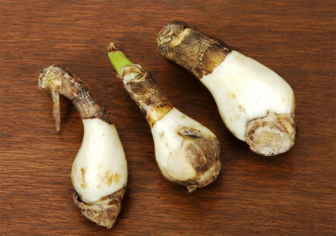 Smaller offsets of the amaryllis bulb are shaped like garlic cloves and can take two to three years to flower | Photos by the writer